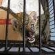 Penyelundup Singa dan Leopard dari Malaysia Dituntut 4 Tahun Penjara