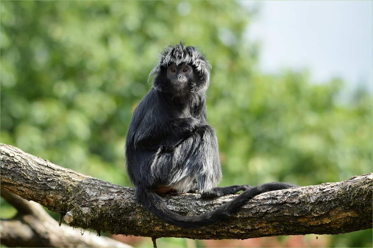 Mengenal Lutung Budeng, Primata Berambut Hitam yang Dilindungi