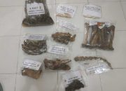 Berkas Perkara Perdagangan Kulit Harimau Dilimpahkan ke Kejari Aceh Timur