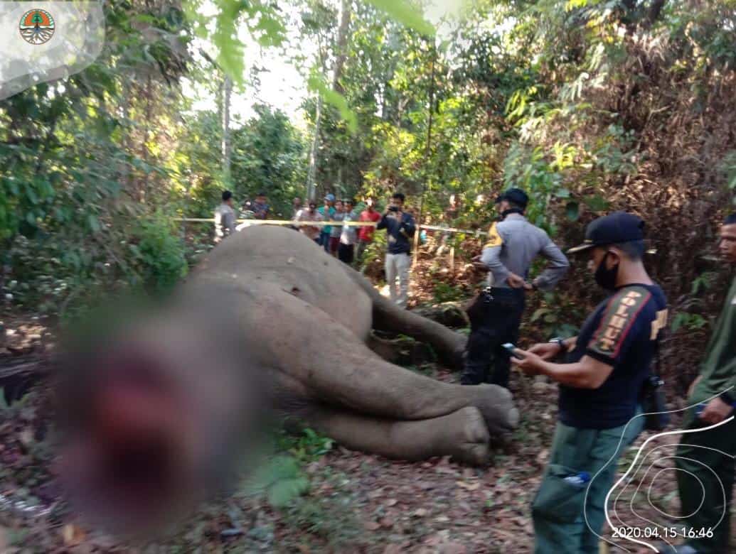 Kabur 4 Bulan, Dua Pembunuh Gajah Sumatra Akhirnya Tertangkap