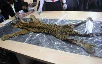 Berkas Perkara Perdagangan Kulit Harimau Dilimpahkan ke Kejari Aceh Timur