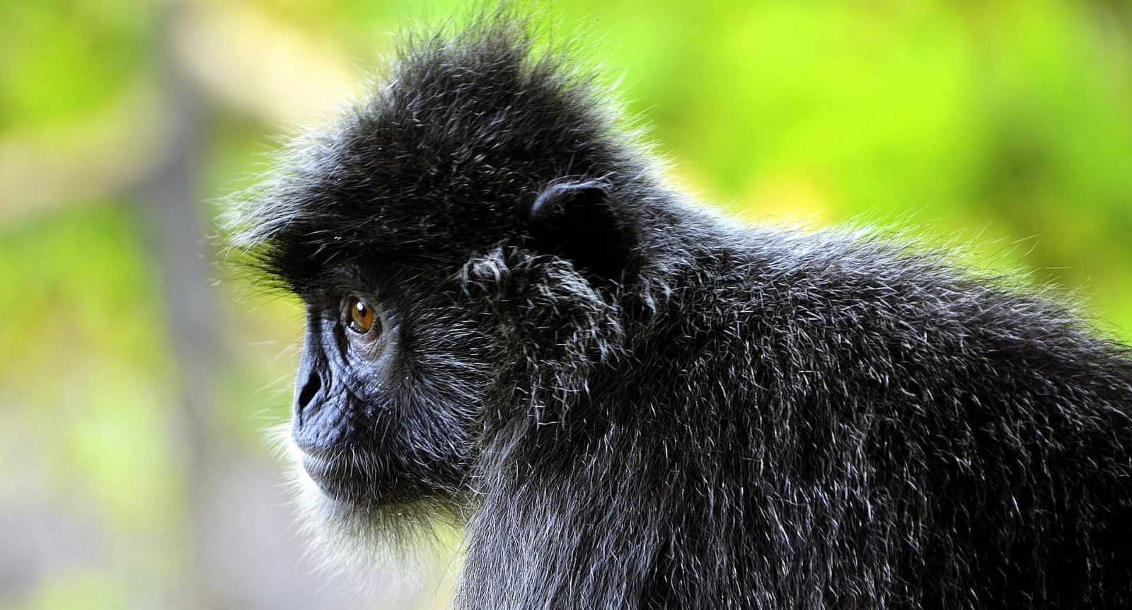 Mengenal Lutung Budeng, Primata Berambut Hitam yang Dilindungi