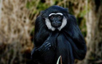 Mengenal Owa Ungko, Primata Langka Berjenggot Putih yang Dilindungi
