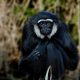 Mengenal Owa Ungko, Primata Langka Berjenggot Putih yang Dilindungi