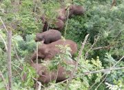 Konflik Tak Berujung Antara Gajah Sumatera dengan Masyarakat di Lampung
