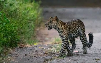 Wikipedia macan tutul baluran