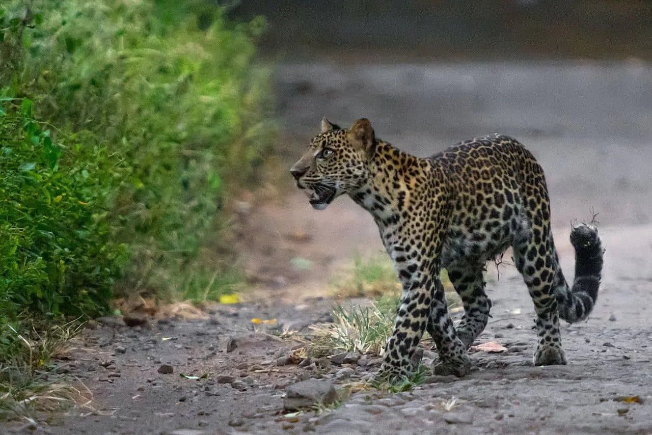 Macan Tutul Jawa, Si Penyendiri yang Pandai Panjat Pohon