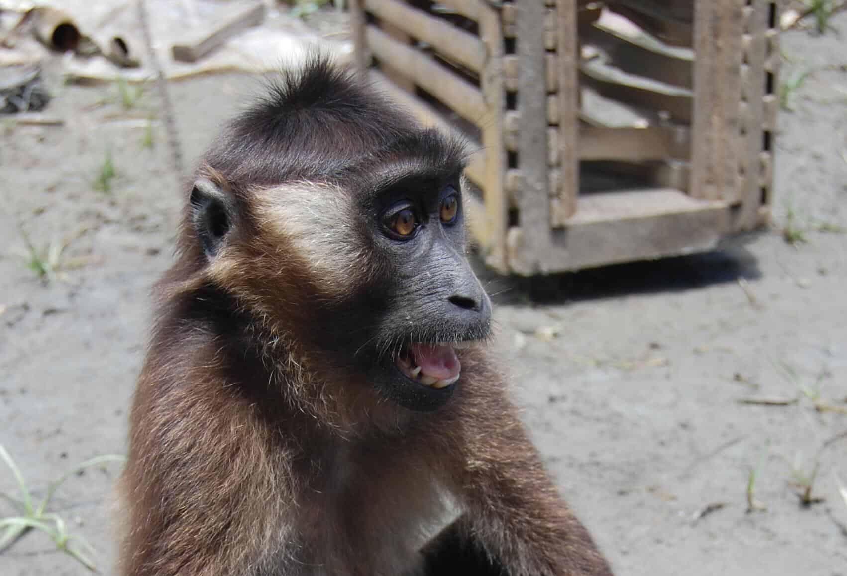 Inilah 4 Primata Endemik Asal Mentawai, Semuanya Terancam Punah