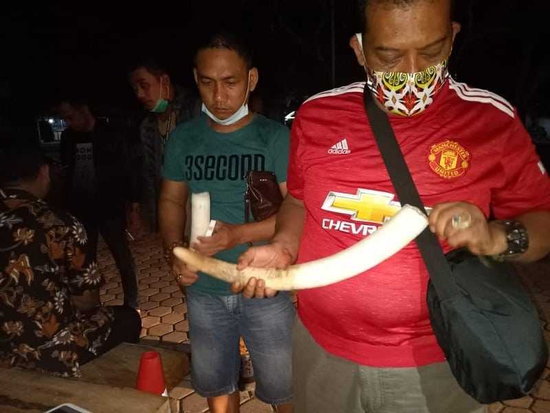 Perdagangkan Gading Gajah, Tiga Warga Lampung Ditangkap Polisi