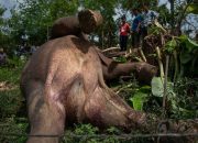 Lagi, Dua Gajah Sumatera Ditemukan Mati di Aceh