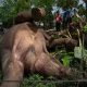 Lagi, Dua Gajah Sumatera Ditemukan Mati di Aceh