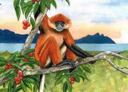 Langur Borneo, Primata Langka Indonesia yang Belum Dilindungi