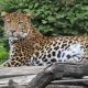 Macan Tutul Jawa, Si Penyendiri yang Pandai Panjat Pohon