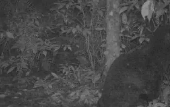 macan tutul camera trap