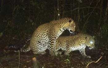 macan tutul conservation international perhutani