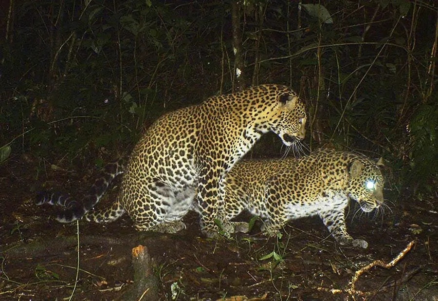 Macan Tutul Jawa, Si Penyendiri yang Pandai Panjat Pohon