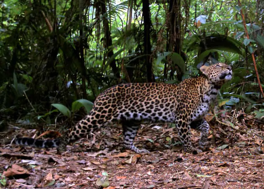 Macan Tutul Jawa, Si Penyendiri yang Pandai Panjat Pohon