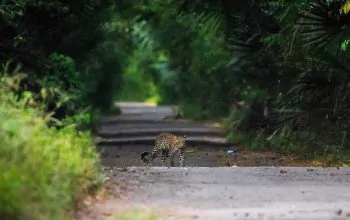 macan tutul jawa baluran