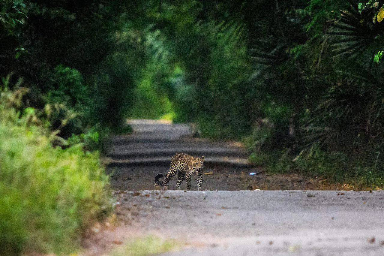 Macan Tutul Jawa, Si Penyendiri yang Pandai Panjat Pohon