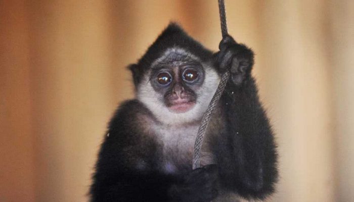 Inilah 4 Primata Endemik Asal Mentawai, Semuanya Terancam Punah