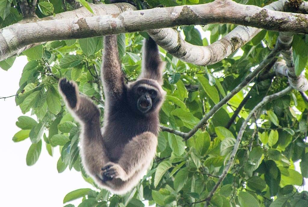 Owa Kalawat, Primata Endemik Kalimantan yang Terancam Punah