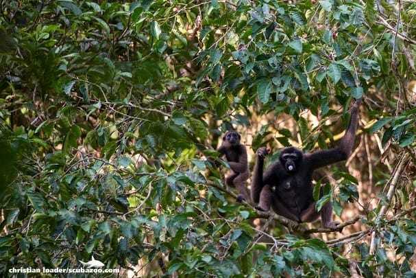 Owa Kalawat, Primata Endemik Kalimantan yang Terancam Punah