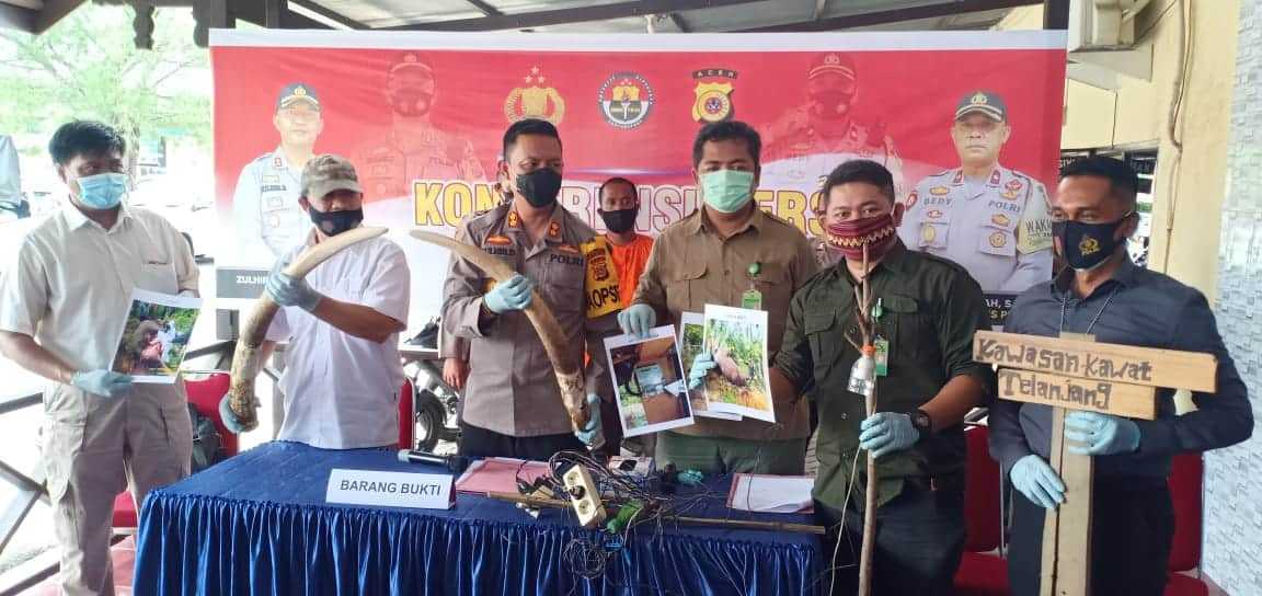 Setrum Gajah Hingga Mati, Seorang Petani Asal Aceh Ditangkap Polisi