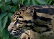 Macan Dahan, Top Predator di Kalimantan yang Terancam Punah