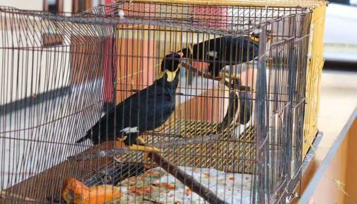 Polres Majalengka Ungkap Perdagangan Burung Tiong Emas
