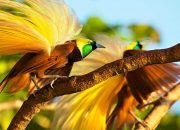 Burung Cendrawasih: Burung Surga Bukti Kecantikan Papua