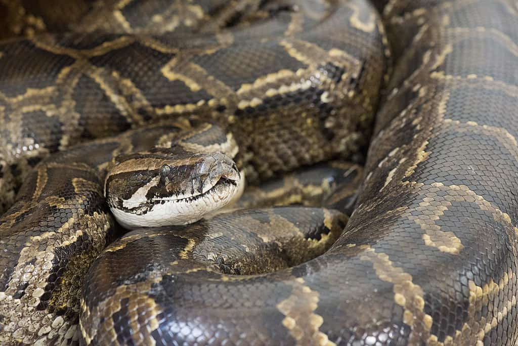 Jenis ular Sanca bodo (Python bivittatus)