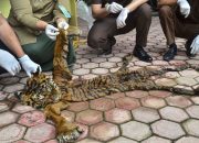 Barang Bukti Kulit Harimau Diserahkan Kejari ke BKSDA Aceh