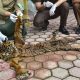 Barang Bukti Kulit Harimau Diserahkan Kejari ke BKSDA Aceh