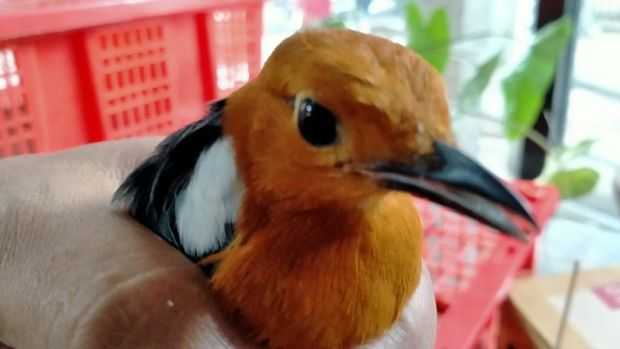 Penyelundupan 2.718 Burung Digagalkan Petugas Karantina Denpasar
