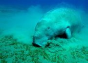 Mengenal Dugong, Lady of The Sea dan Perannya dalam Ekosistem Laut