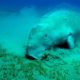 Mengenal Dugong, Lady of The Sea dan Perannya dalam Ekosistem Laut