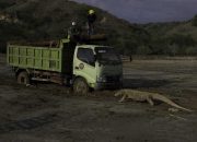 Polemik Pembangunan ‘Jurrasic Park’ di Taman Nasional Komodo