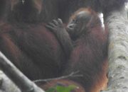 Bayi Orangutan Sumatra Bernama Eja Lahir di Cagar Alam Aceh