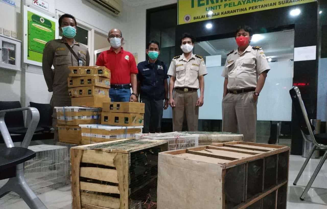 Petugas Gagalkan Pengiriman 193 Burung Ilegal di Surabaya