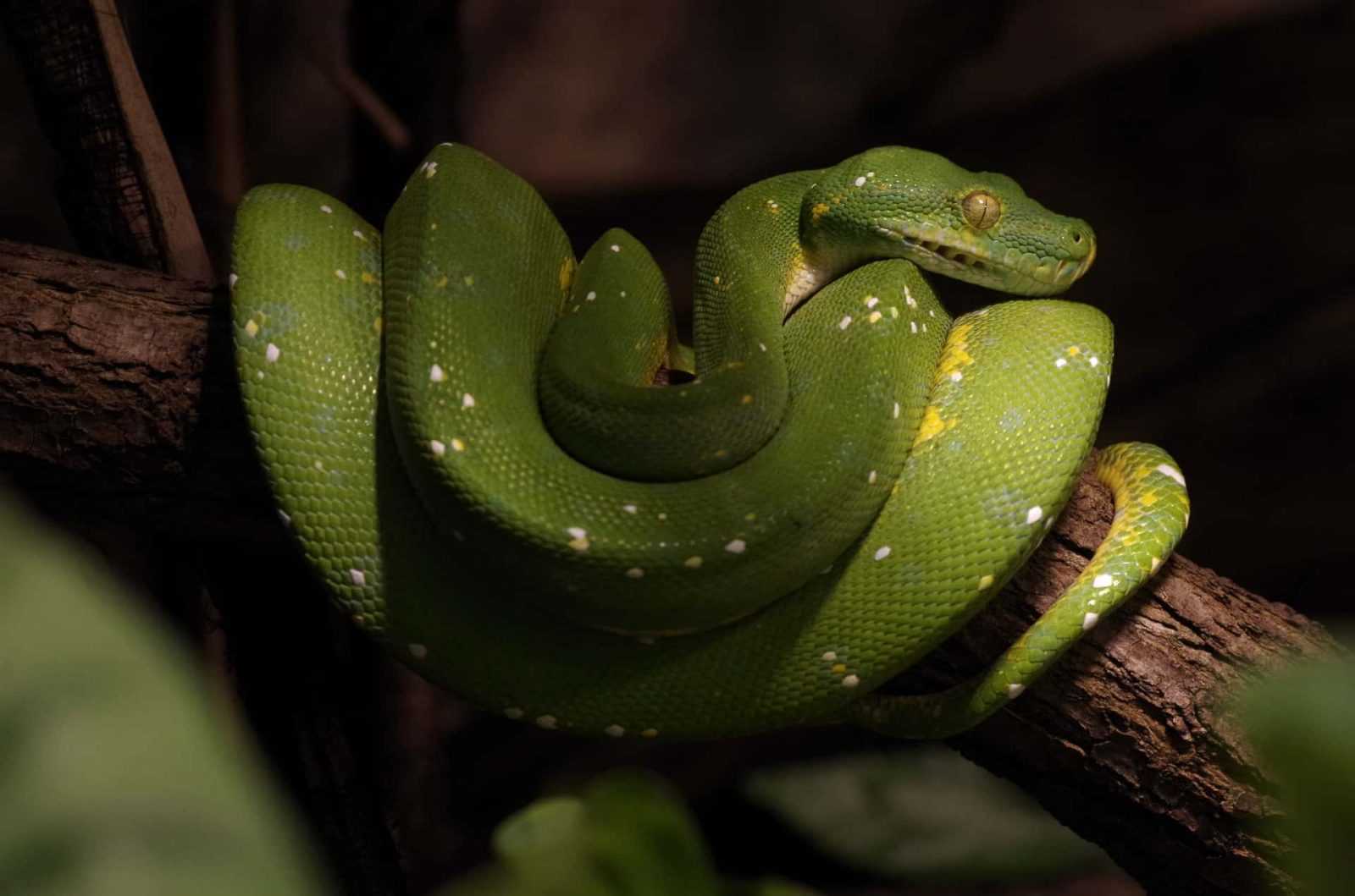 Jenis ular Sanca hijau (Morelia viridis)