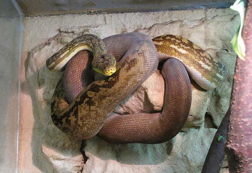 Jenis ular Sanca timor (Malayopython timorensis)