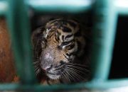Harimau Sumatra Korban Jerat Pemburu Dilepasliarkan BKSDA Aceh