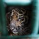 Harimau Sumatra Korban Jerat Pemburu Dilepasliarkan BKSDA Aceh