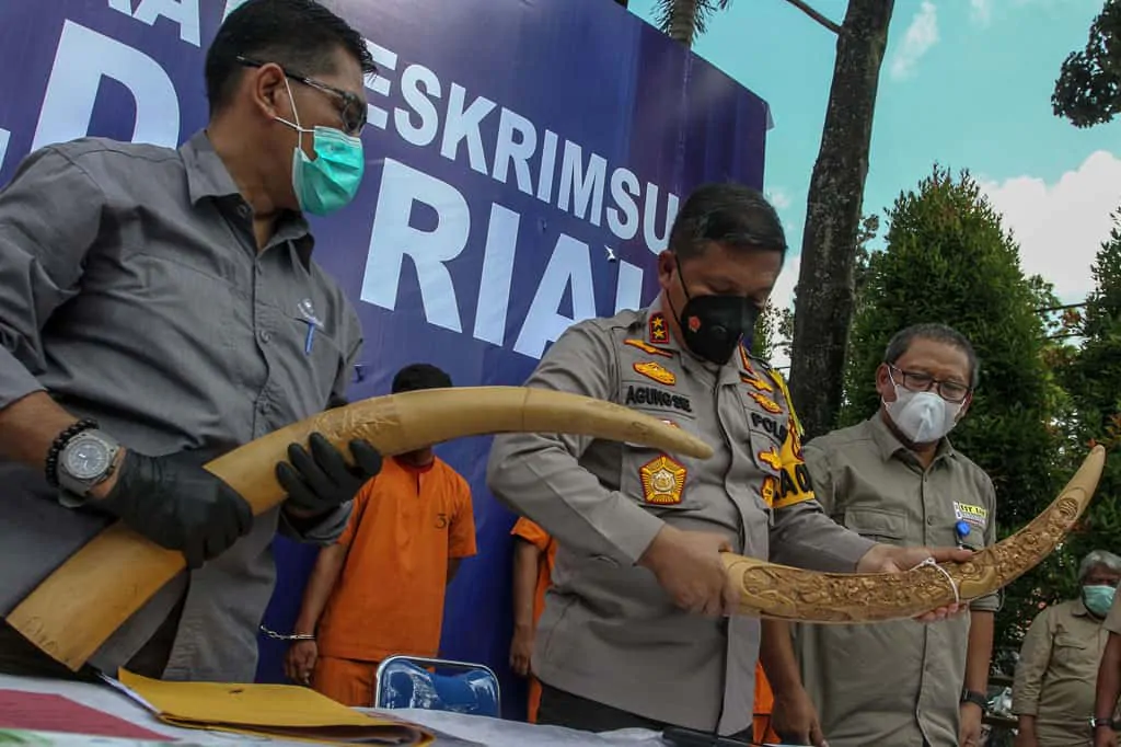 Polda Riau Ungkap Perdagangan Gading Gajah Bernilai Ratusan Juta