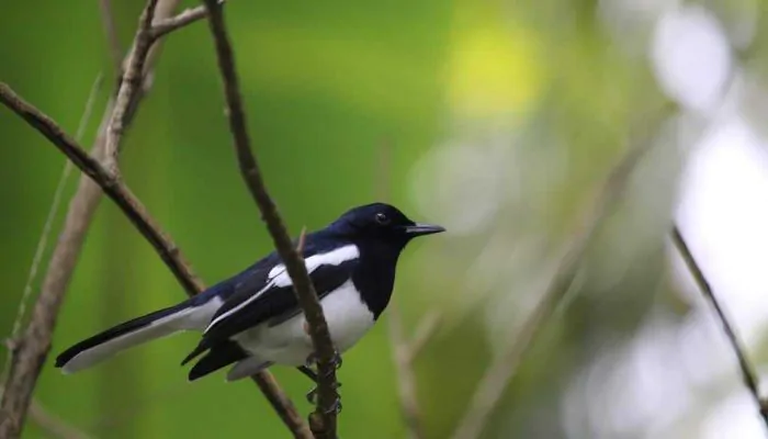 Selundupkan Burung Murai ke Malaysia, Seorang Kakek Diamankan Polisi