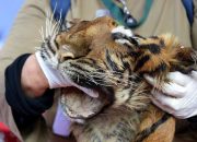 Perdagangan Harimau dan Enggang Gading Senilai Rp 6,3 Milyar Digagalkan Aparat