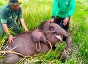 Selamat dari Jerat, Gajah Togar Siap Bantu Atasi Konflik Satwa