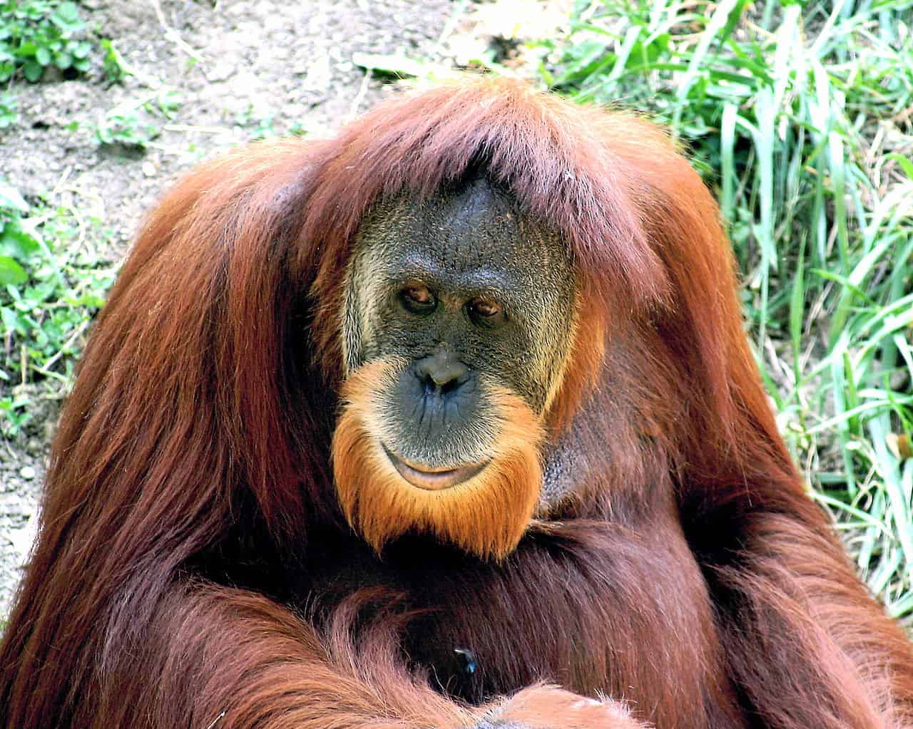 9 Individu Orangutan Asal Indonesia Direpatriasi dari Malaysia