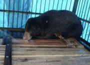 Kaki Beruang Madu yang Terperangkap Jerat di Aceh Harus Diamputasi
