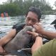 Bayi Dugong Penuh Luka Dievakuasi ke Pantai Tongaci